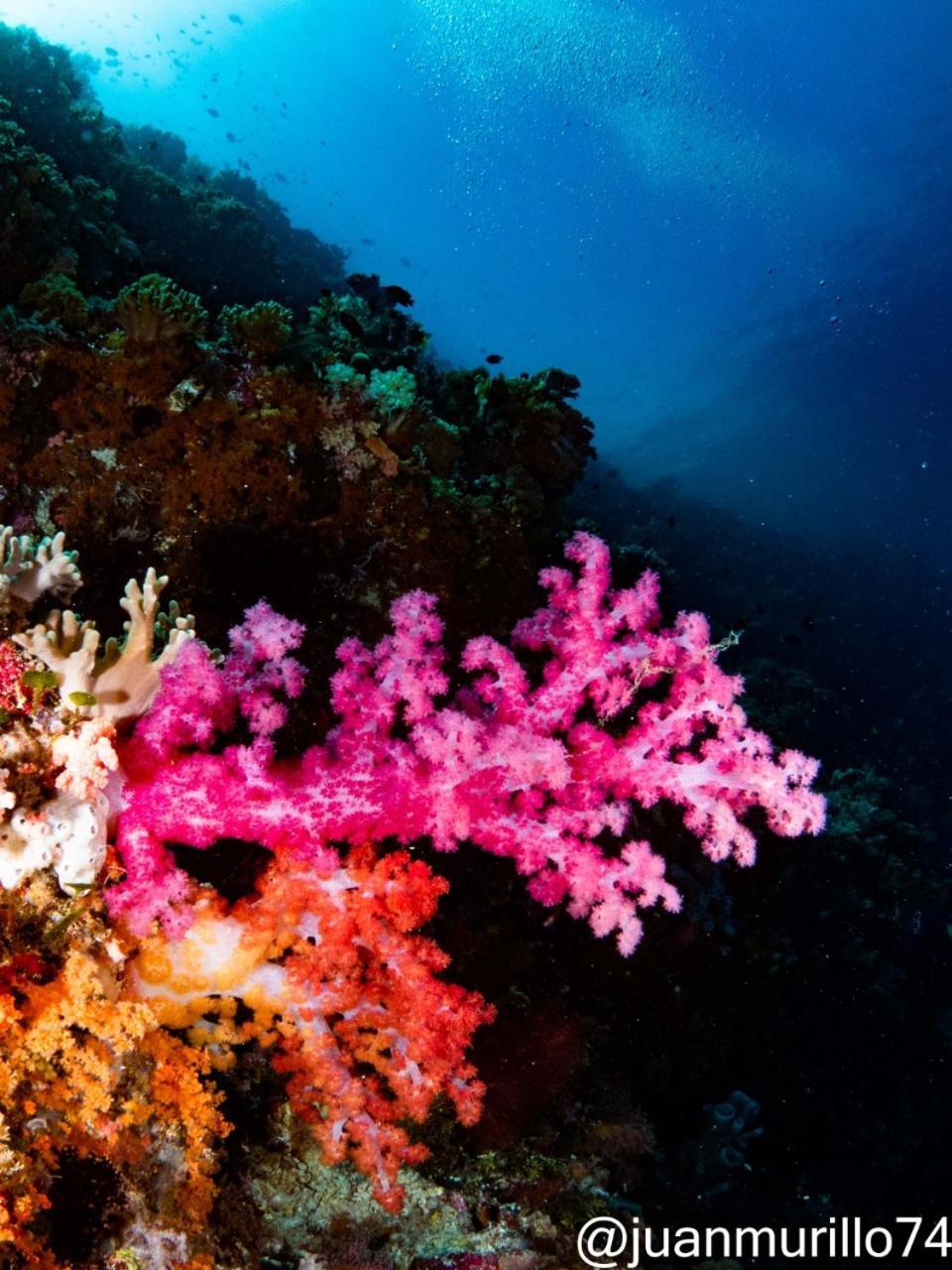 Marind Dive Eco Resort Waha Eksteriør billede
