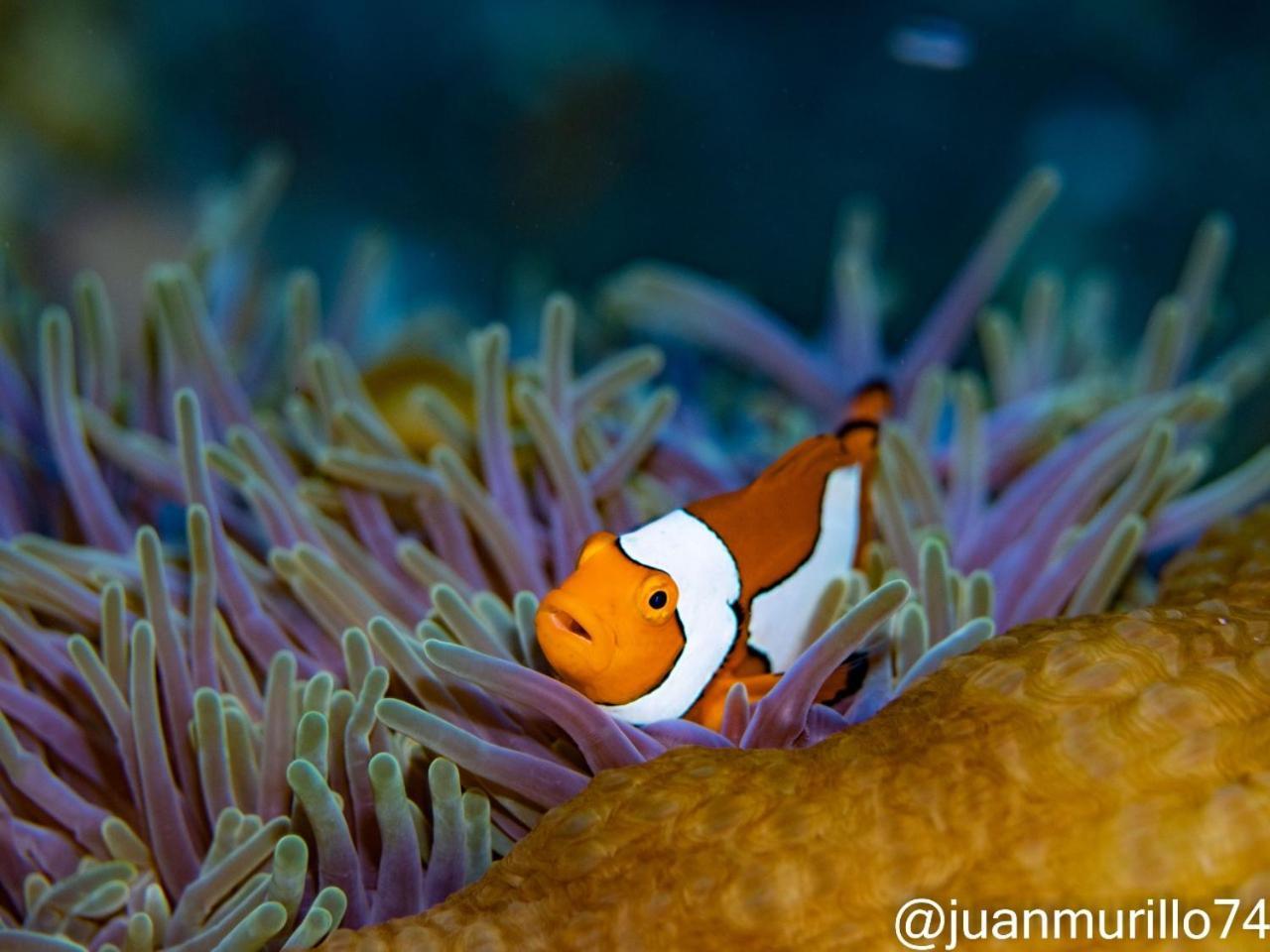 Marind Dive Eco Resort Waha Eksteriør billede